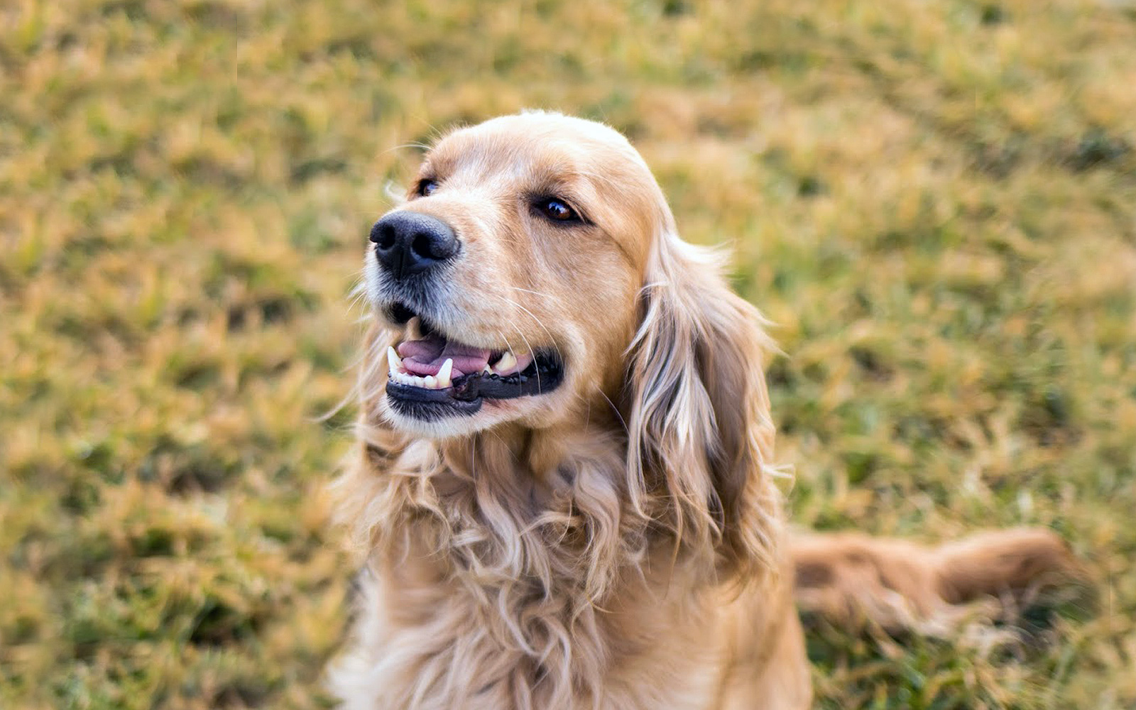 Emmett Mini Golden Retriever Breeder