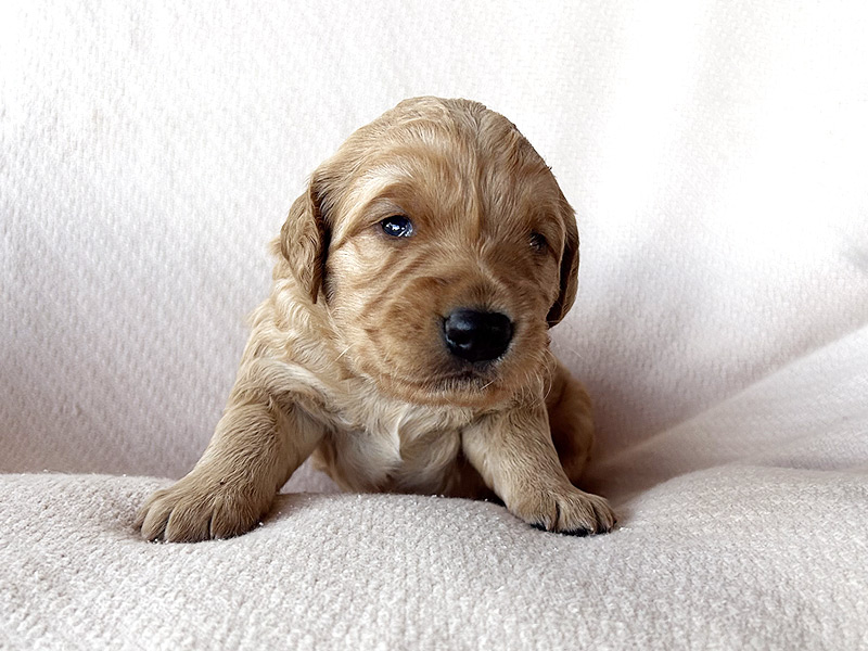 Emmett Mini Goldens Stella Buddy Litter