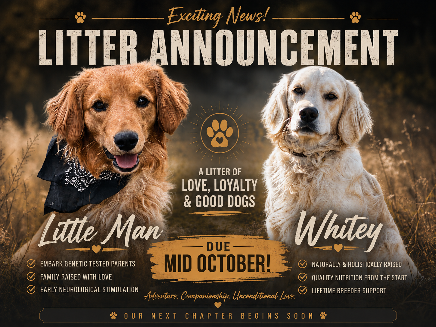 Emmett Mini Goldens littleman & Whitey