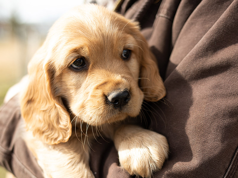 Emmett Mini Goldens Stella Buddy Litter