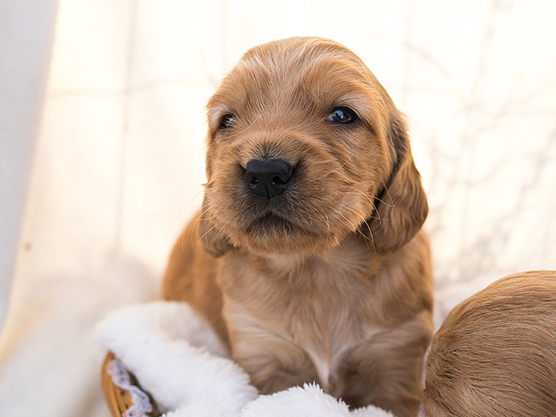 Emmett Mini Goldens Stella Buddy Litter