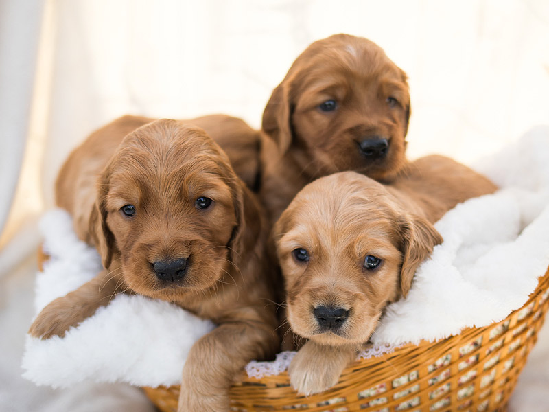 Emmett Mini Goldens Stella Buddy Litter