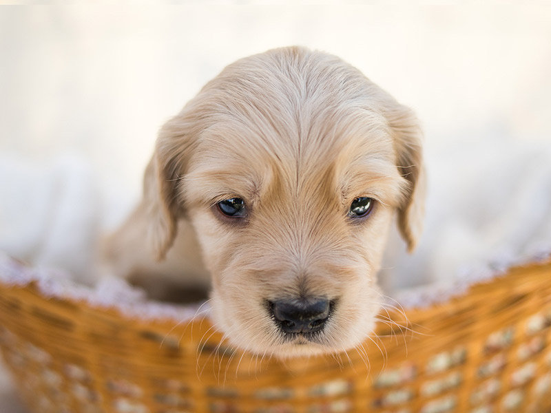 Emmett Mini Goldens Stella Buddy Litter