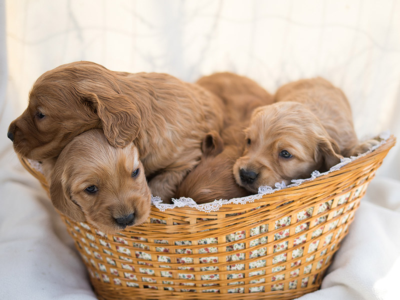 Emmett Mini Goldens Stella Buddy Litter