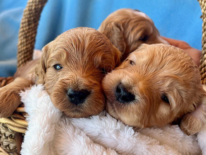 Emmett Mini Goldens Whitey Finn Litter