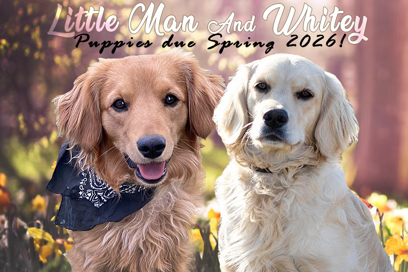 Emmett Mini Goldens littleman & Whitey