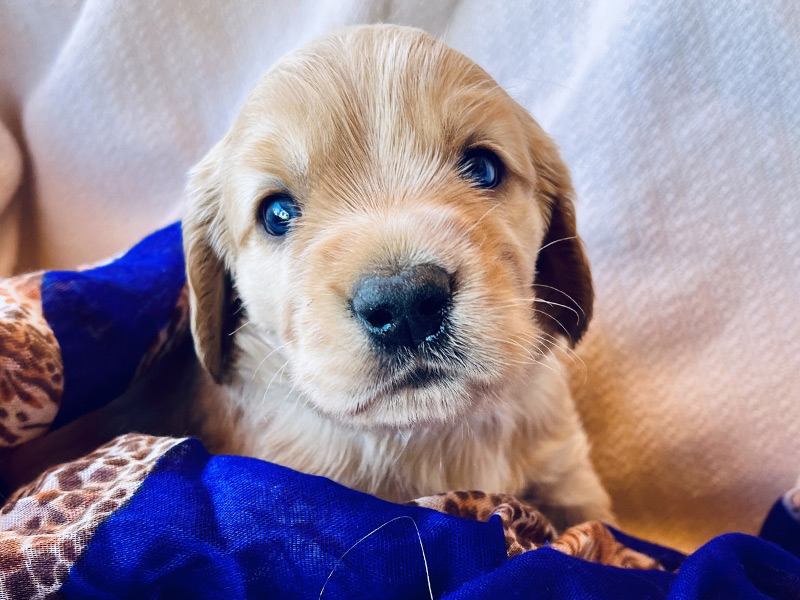 Emmett Mini Goldens Stella Oakley Litter