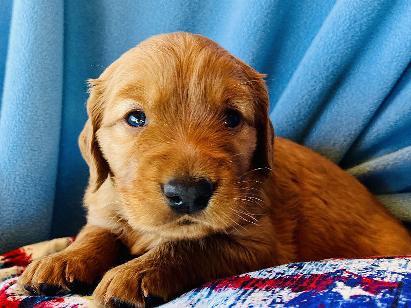 Emmett Mini Goldens Stella Oakley Litter